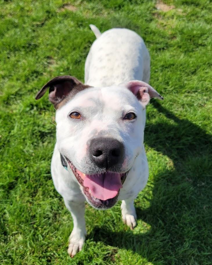 Enlarge Pepper, an adopted mixed breed in Lisbon, OH image 6/6