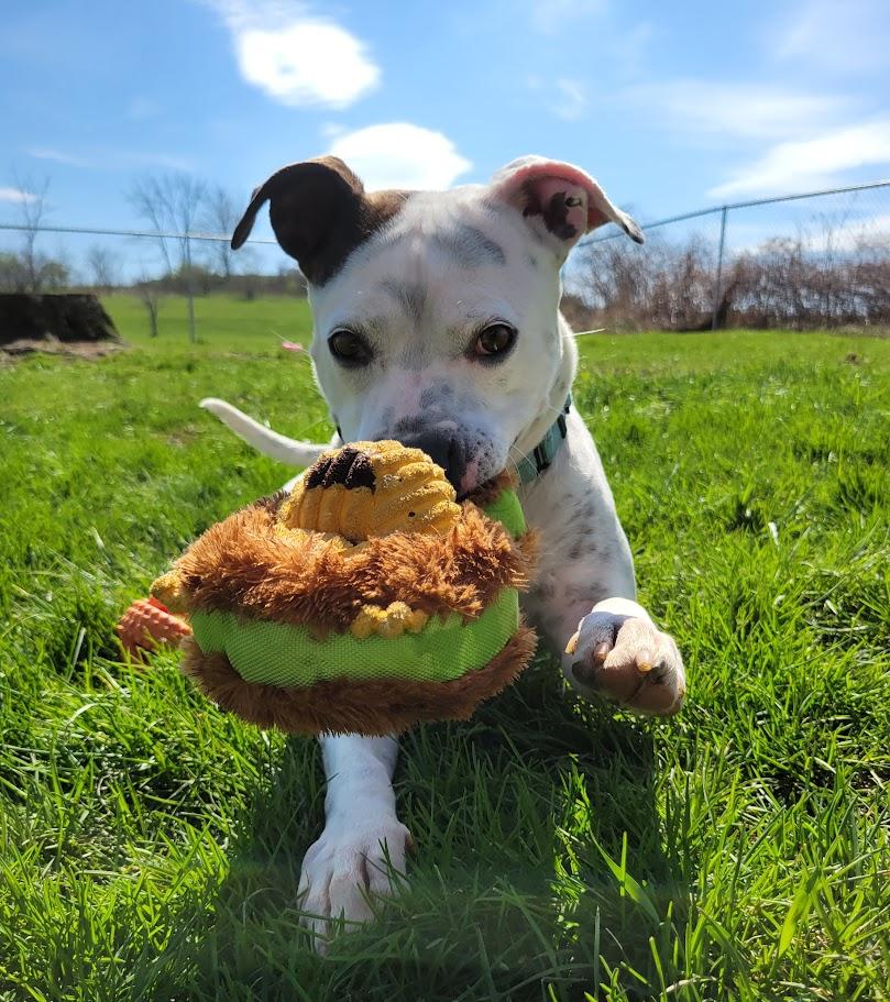 Enlarge Pepper, an adopted mixed breed in Lisbon, OH image 3/6