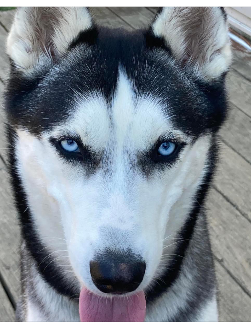 Enlarge Brewster, a Adoptable Siberian Husky in Lehigh Valley, PA image 1/5