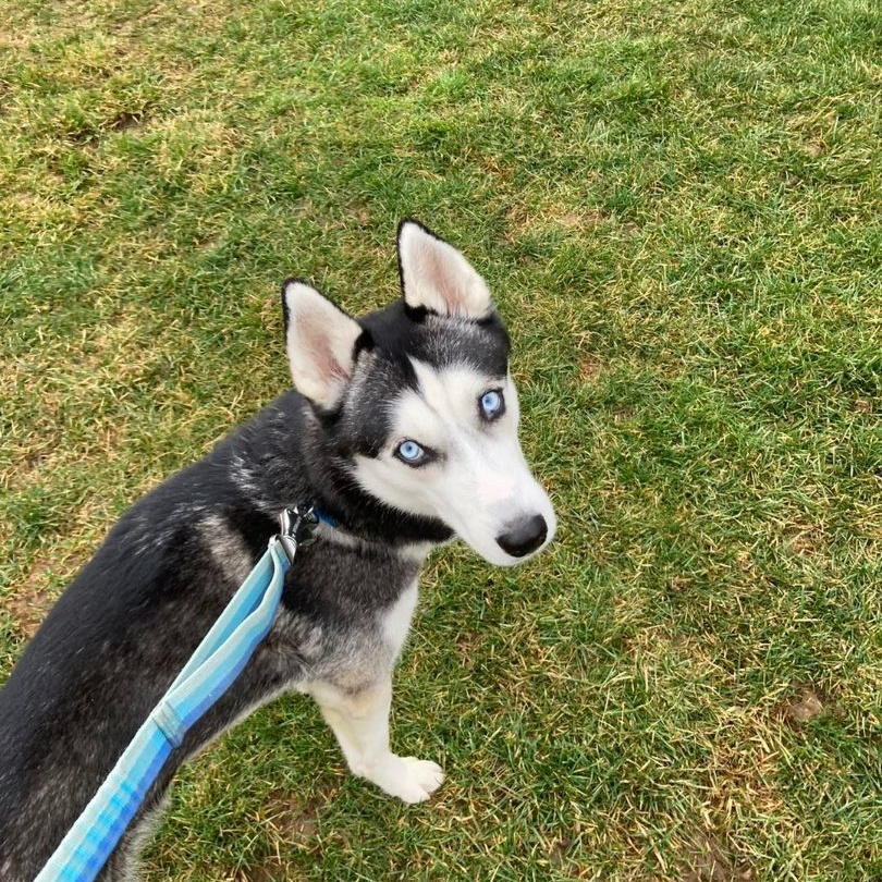 Enlarge Brewster, a Adoptable Siberian Husky in Lehigh Valley, PA image 2/5
