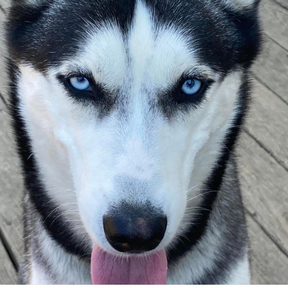 Enlarge Brewster, a Adoptable Siberian Husky in Lehigh Valley, PA image 5/5