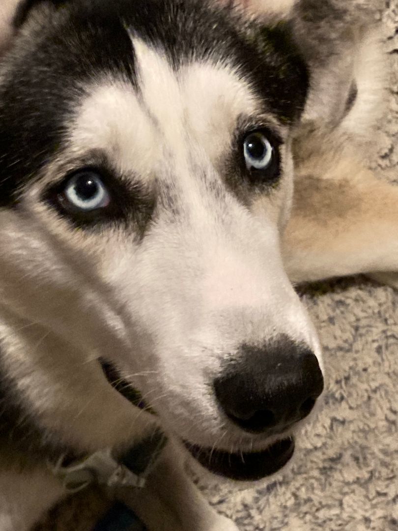 Enlarge Brewster, a Adoptable Siberian Husky in Lehigh Valley, PA image 4/5