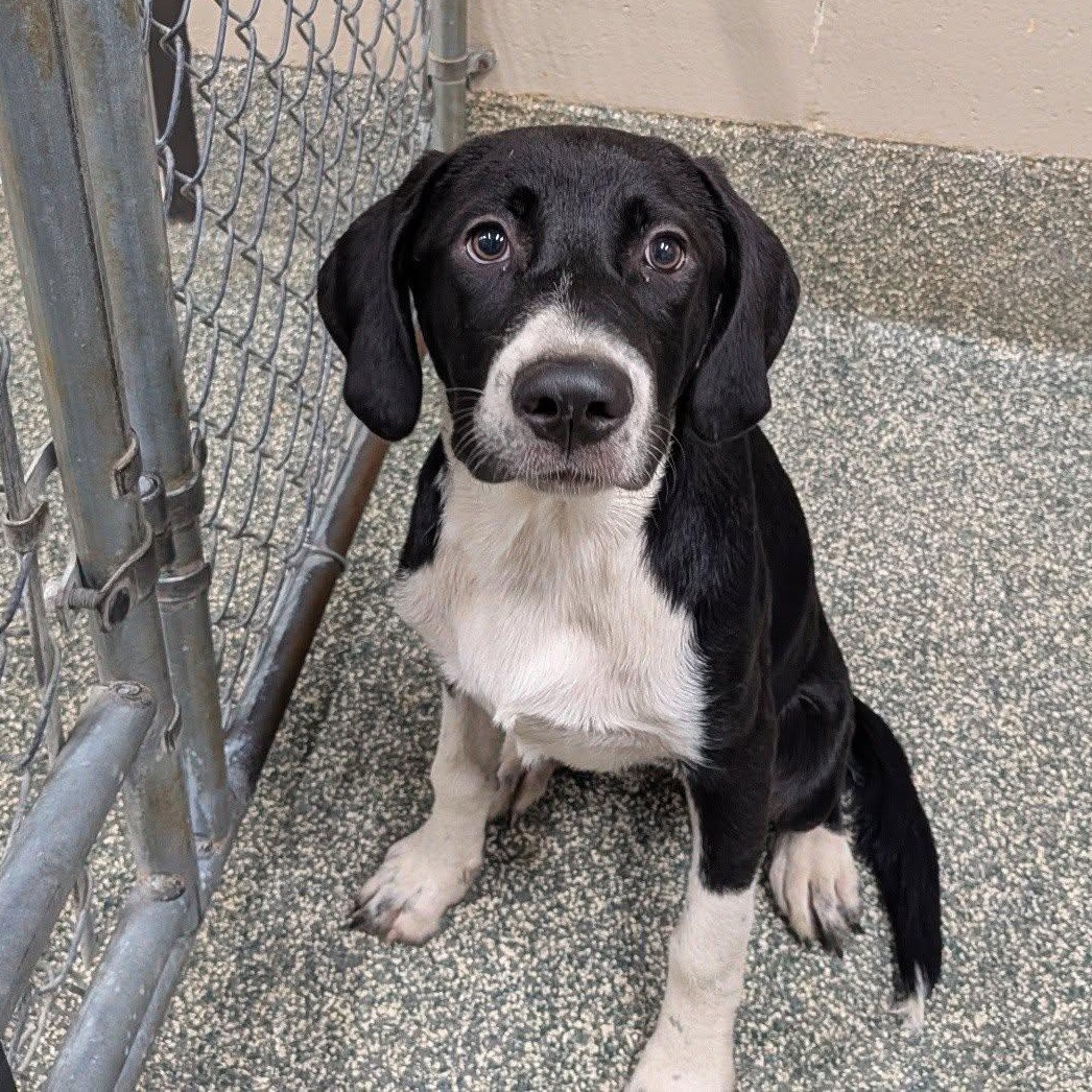 Enlarge Ruby, a Adoptable Mixed Breed in Hopkinton, MA image 2/5