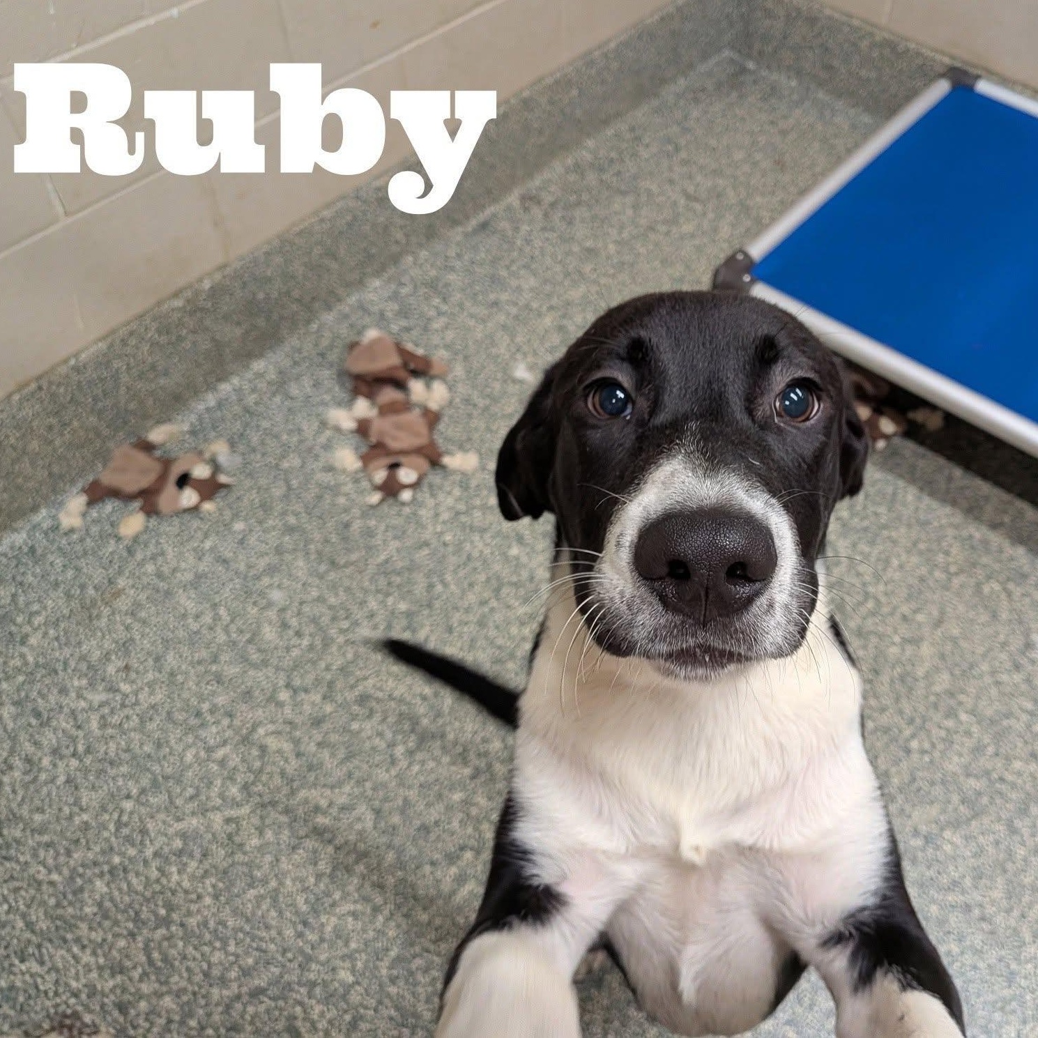 Enlarge Ruby, a Adoptable Mixed Breed in Hopkinton, MA image 5/5