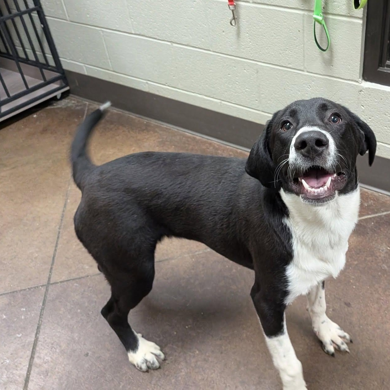 Enlarge Ruby, a Adoptable Mixed Breed in Hopkinton, MA image 1/5