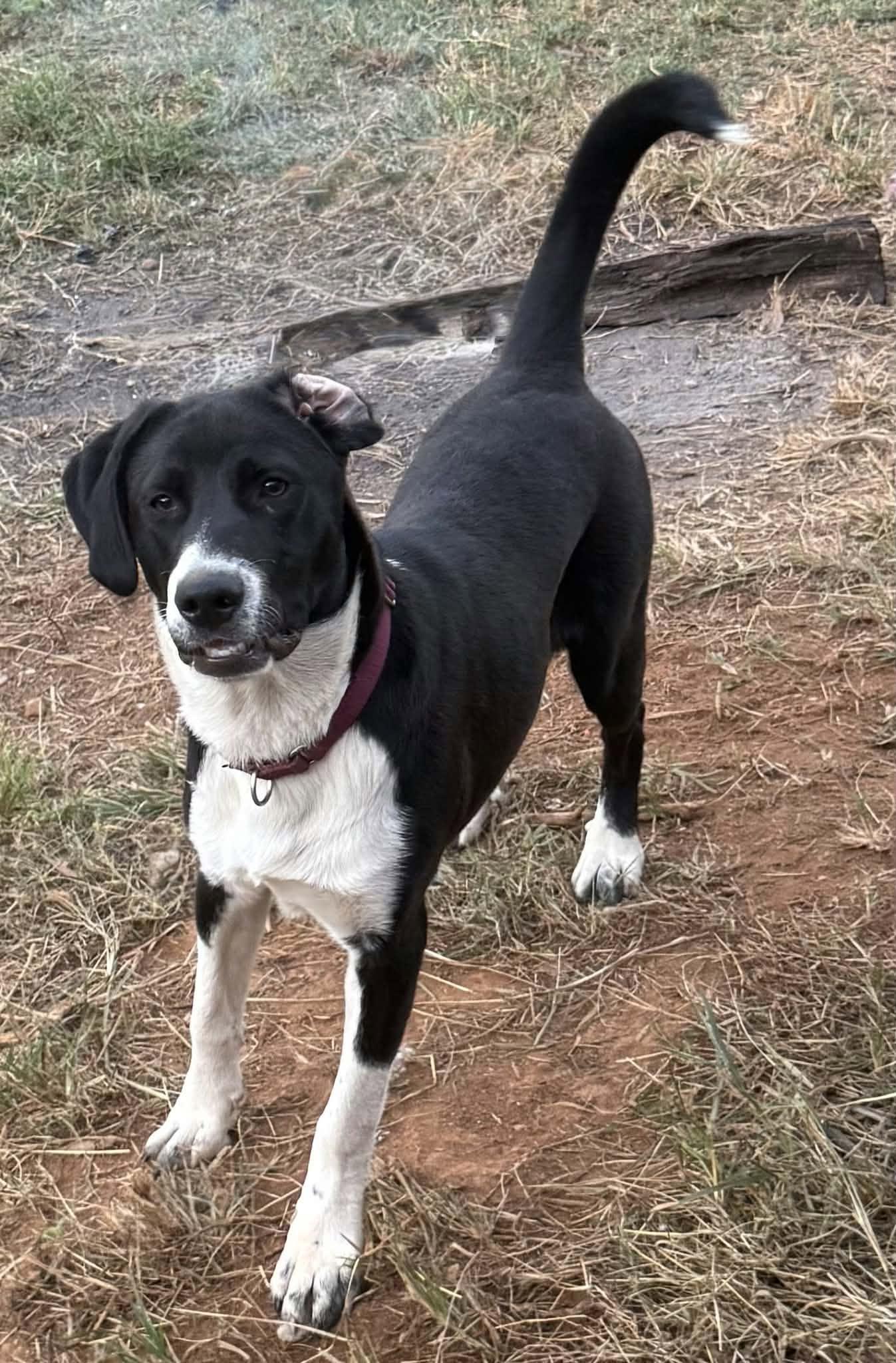 Enlarge Ruby, a Adoptable Mixed Breed in Hopkinton, MA image 3/5