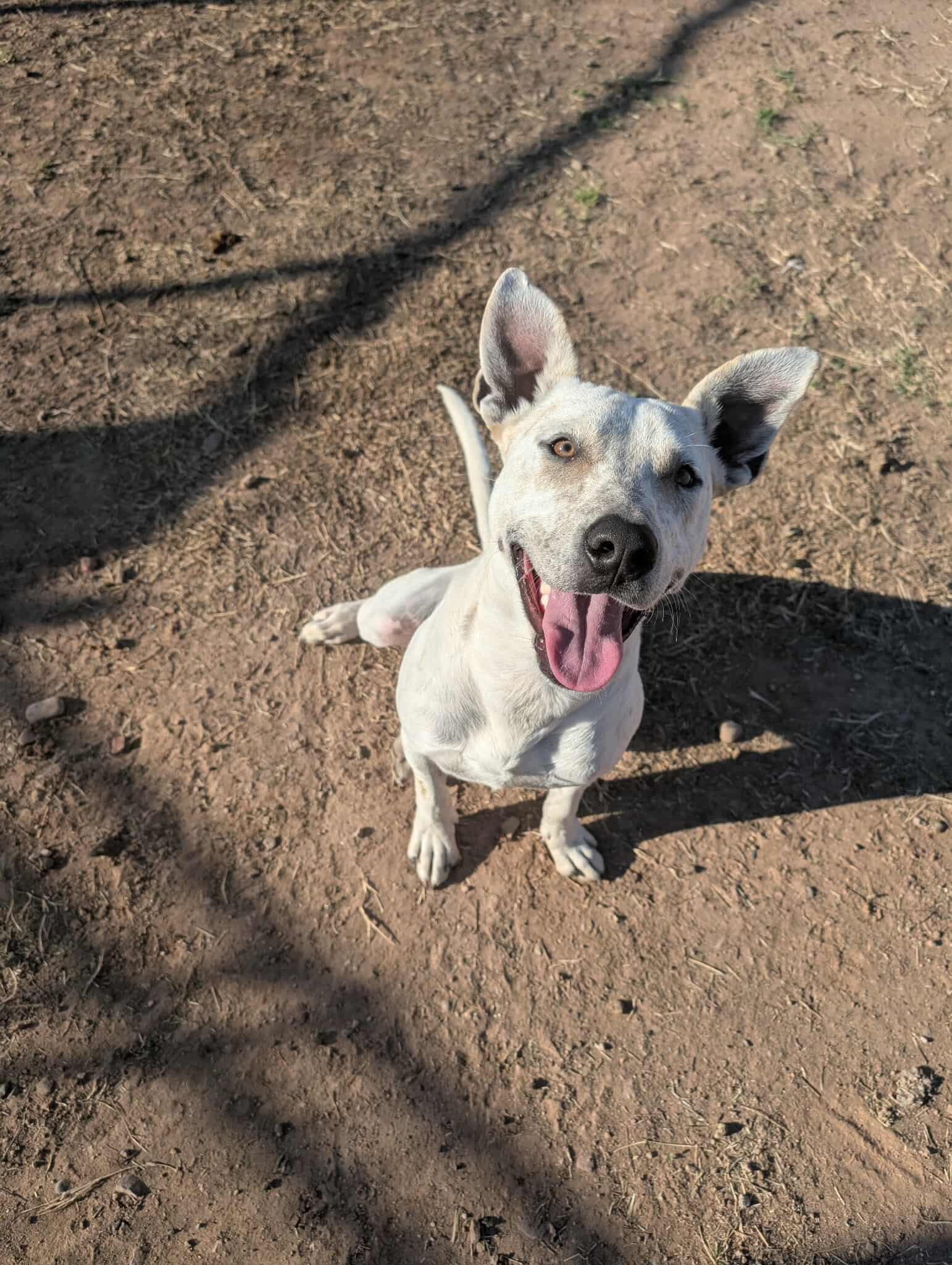 Woody, Adoptable, Young Male Cattle Dog & Pit Bull Terrier.