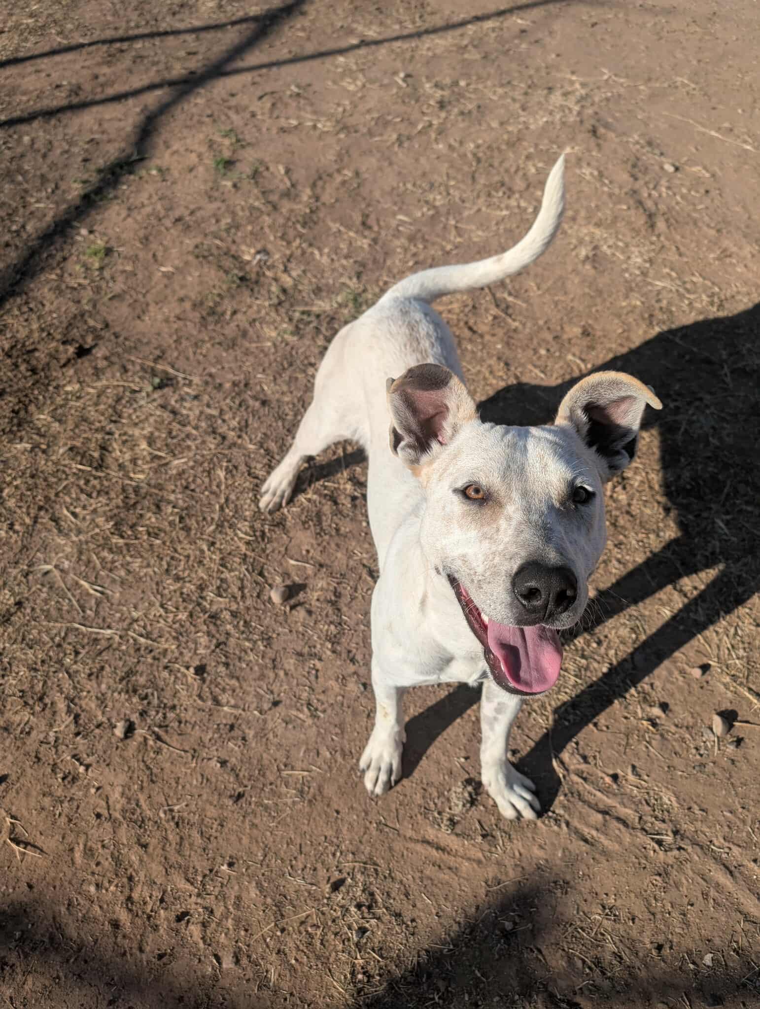 Enlarge Woody, a Adoptable mixed breed in Phoenix, AZ image 2/3