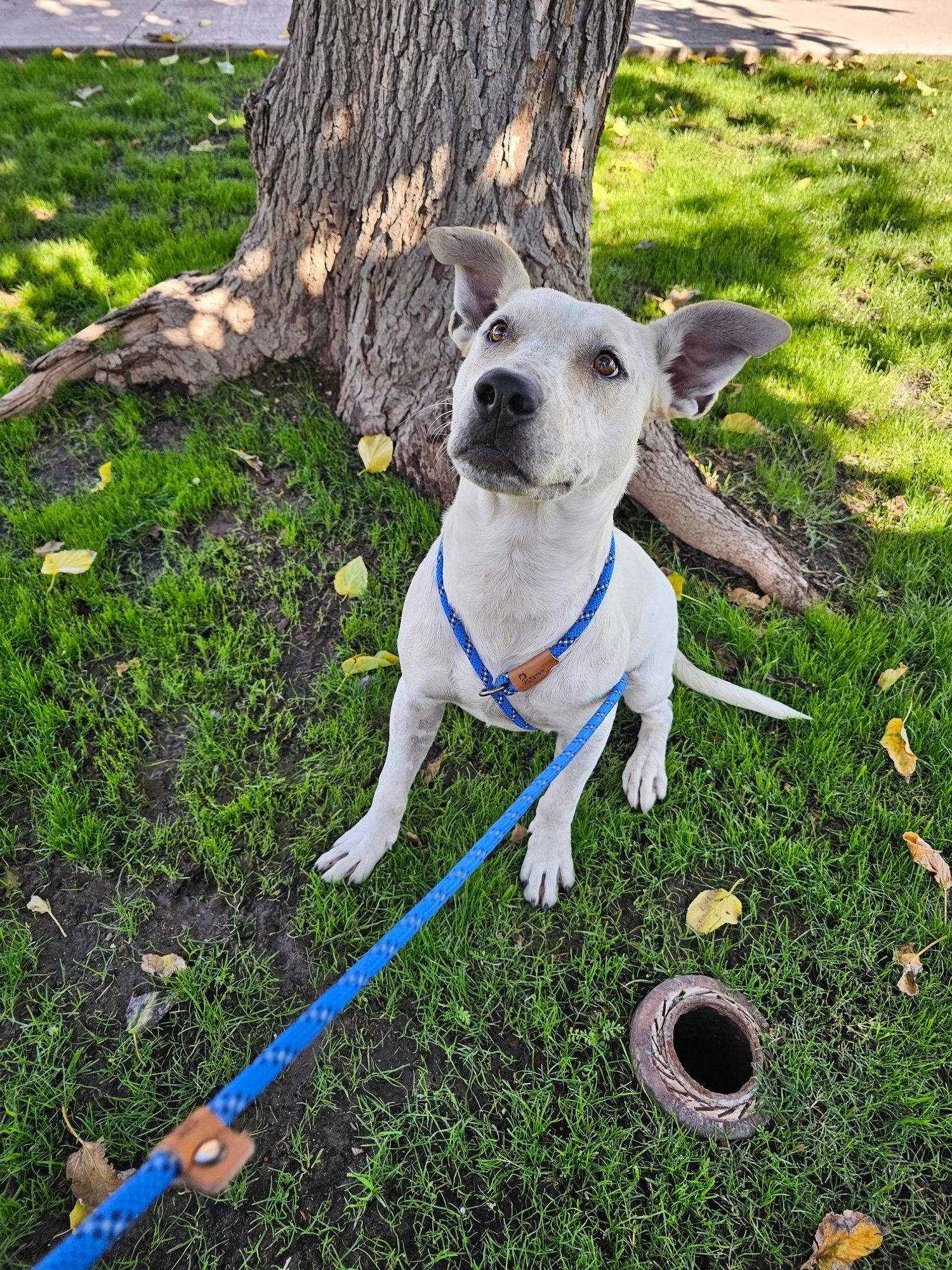 Enlarge Woody, a Adoptable mixed breed in Phoenix, AZ image 3/3