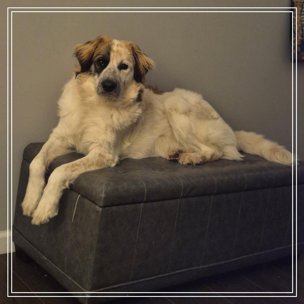 Enlarge Luca, an adopted Great Pyrenees in Atlanta, GA image 1/2