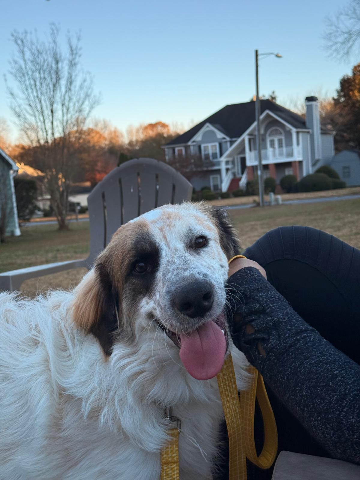 Enlarge Luca, an adopted Great Pyrenees in Atlanta, GA image 2/2