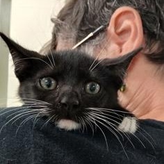 Blanket Flower, ADOPTABLE, Kitten Female Domestic Short Hair.