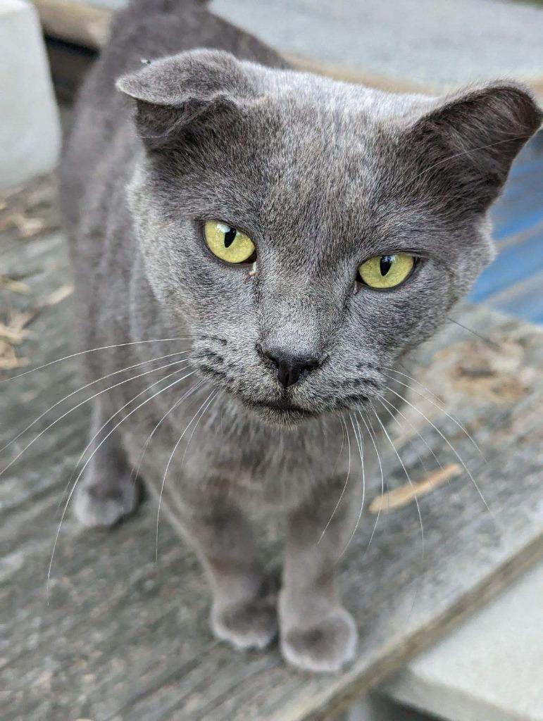 Enlarge Tober, a Adoptable mixed breed in Washington, NC image 1/1
