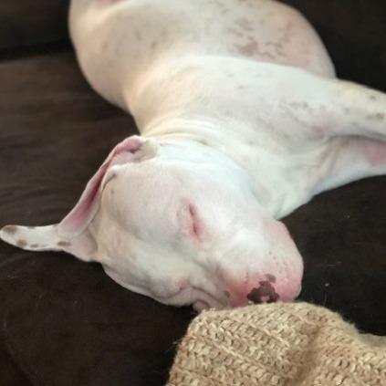 Thomas, Adoptable, Adult Male Mixed Breed.