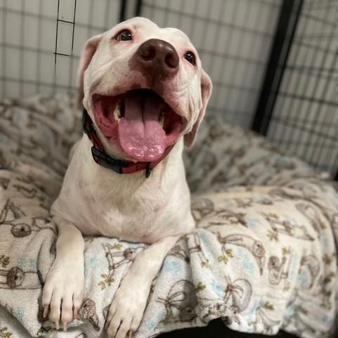 Enlarge Thomas, a Adoptable Mixed Breed in Hampton Bays, NY image 2/6