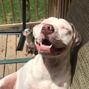 Enlarge Thomas, a Adoptable Mixed Breed in Hampton Bays, NY image 3/6