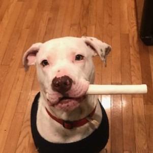 Enlarge Thomas, a Adoptable Mixed Breed in Hampton Bays, NY image 4/6