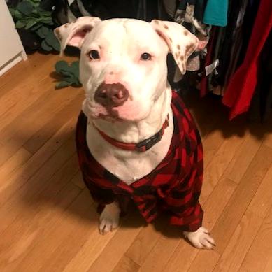 Enlarge Thomas, a Adoptable Mixed Breed in Hampton Bays, NY image 6/6