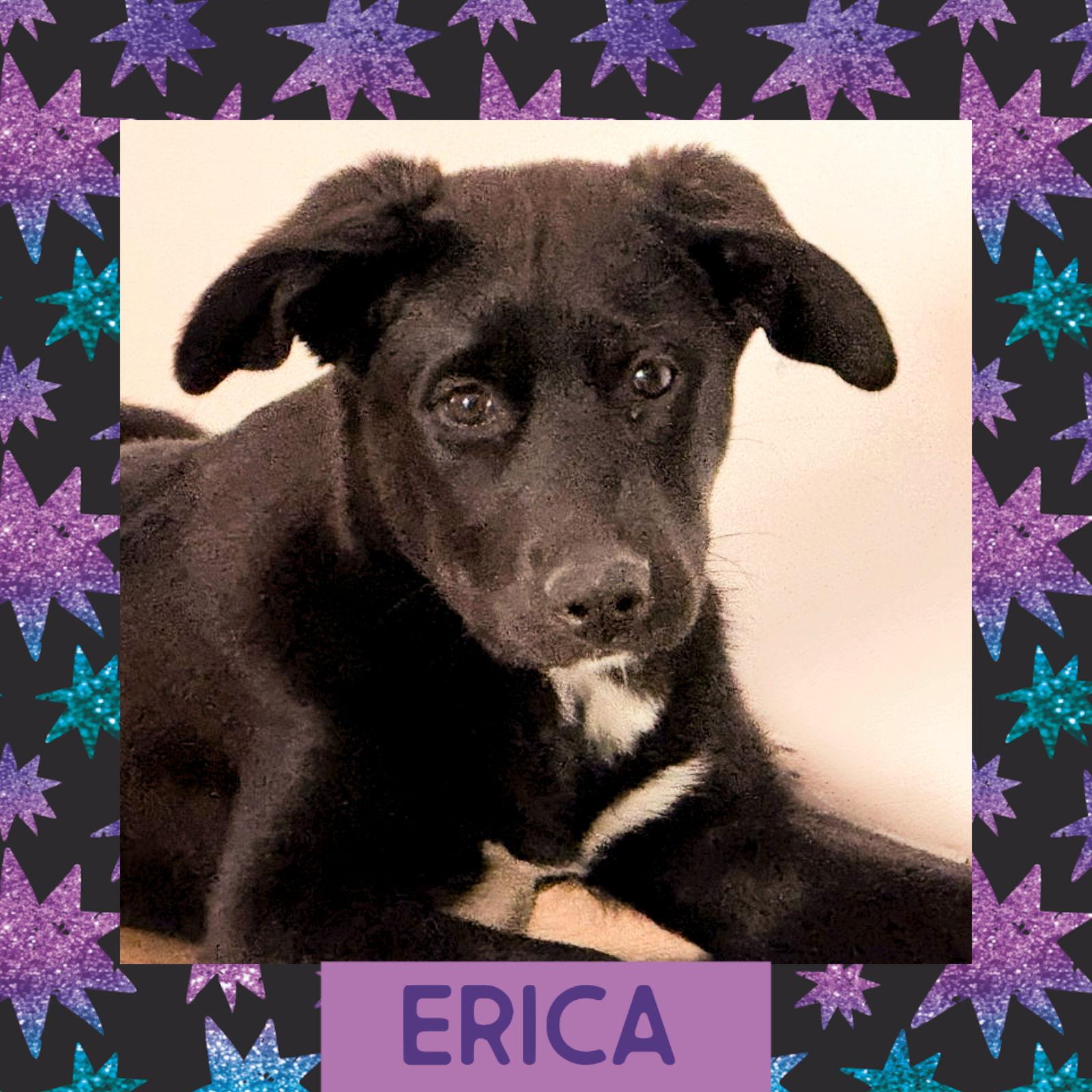 Enlarge Erica, a Adoptable mixed breed in Littleton, CO image 1/3