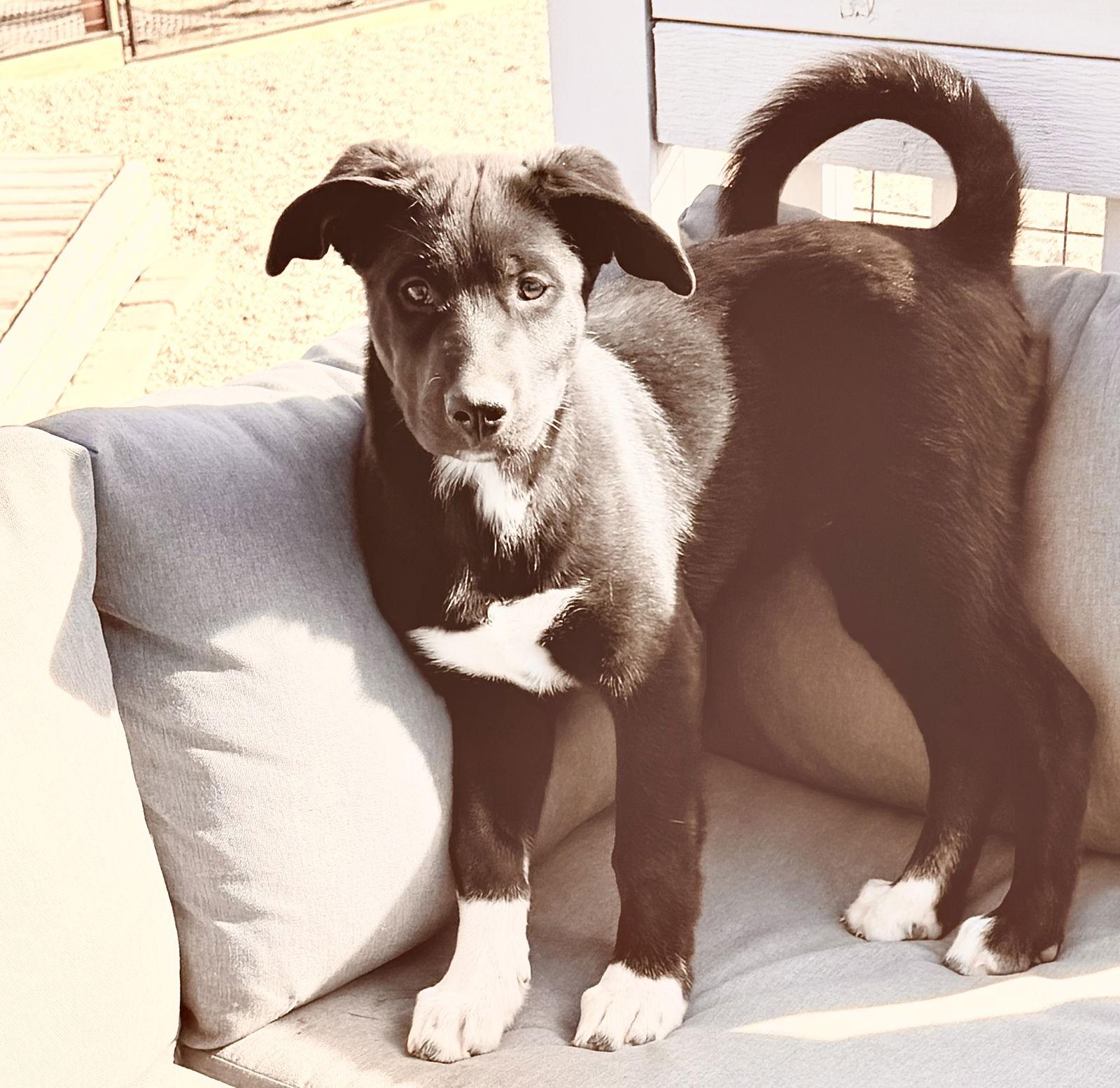 Enlarge Erica, a Adoptable mixed breed in Littleton, CO image 2/3