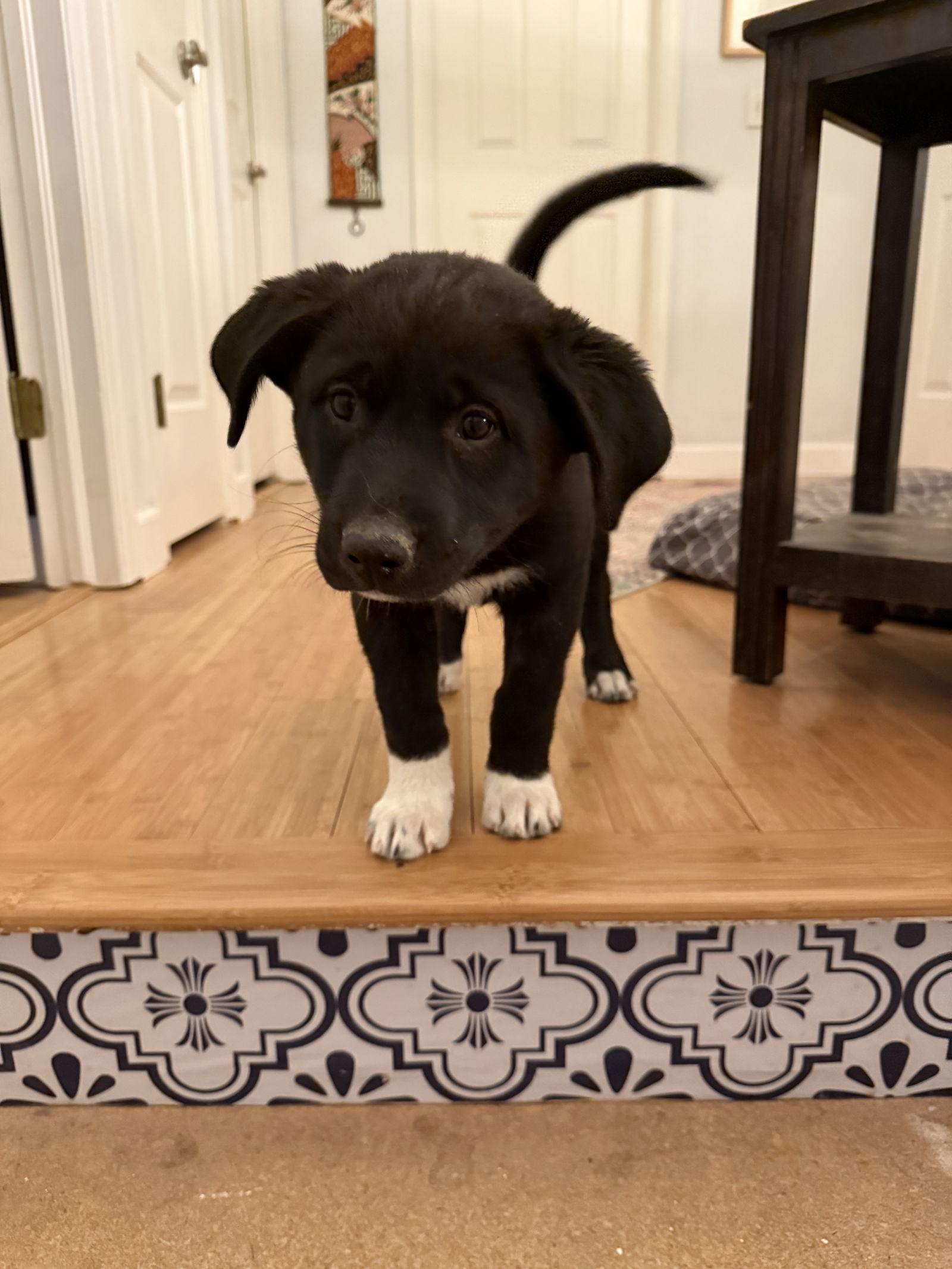 Erica, Adoptable, Young Female Husky & Collie.