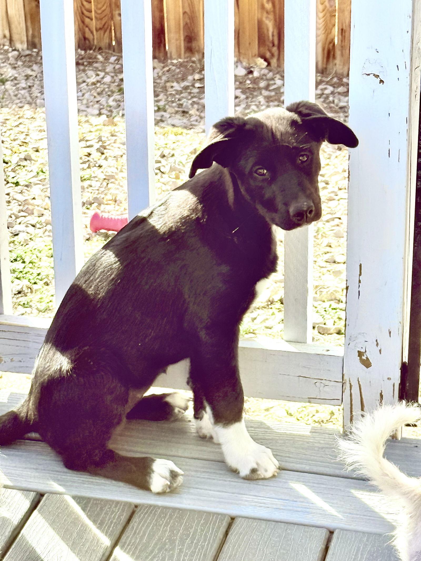 Enlarge Erica, a Adoptable mixed breed in Littleton, CO image 3/3