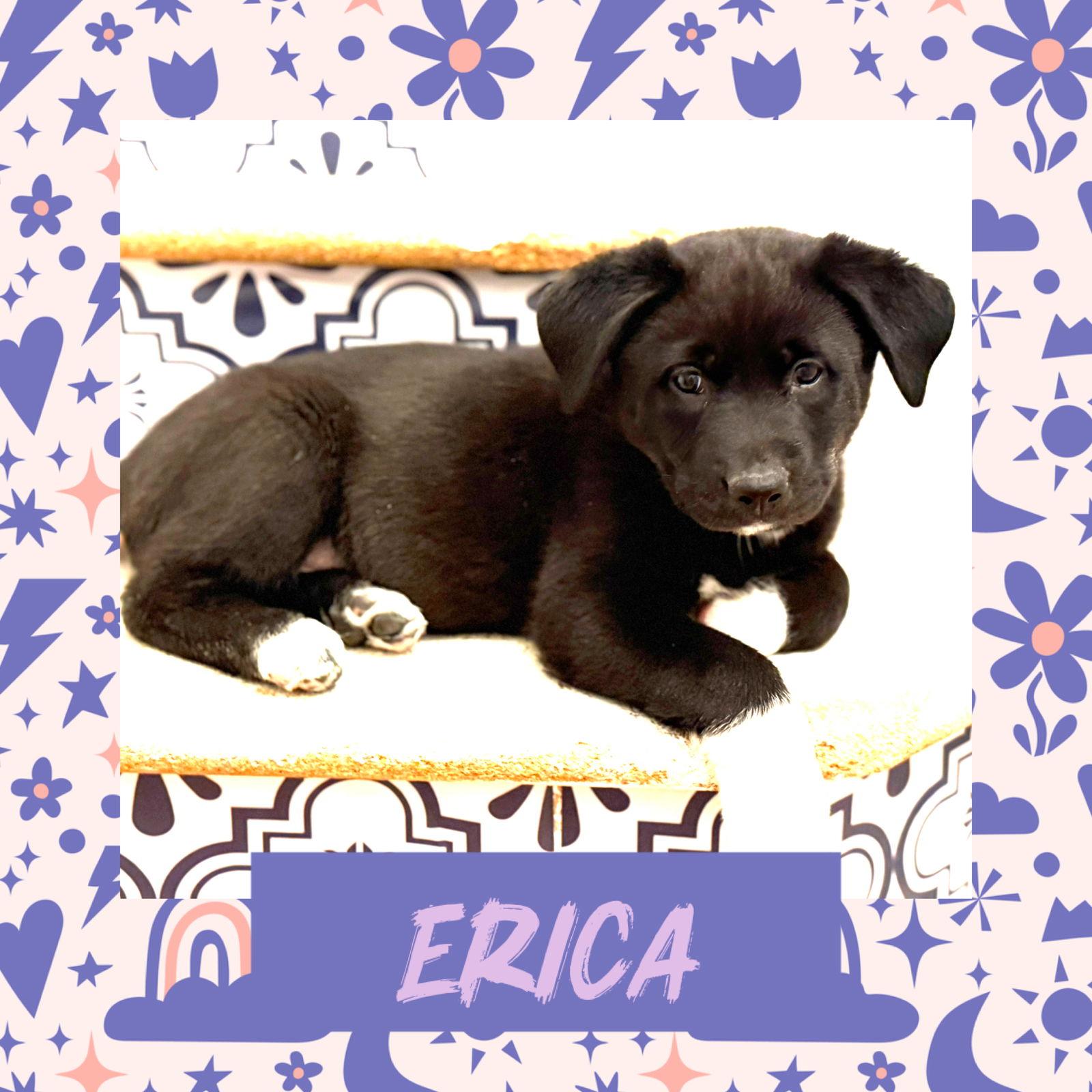 Enlarge Erica, a Adoptable mixed breed in Littleton, CO image 2/3