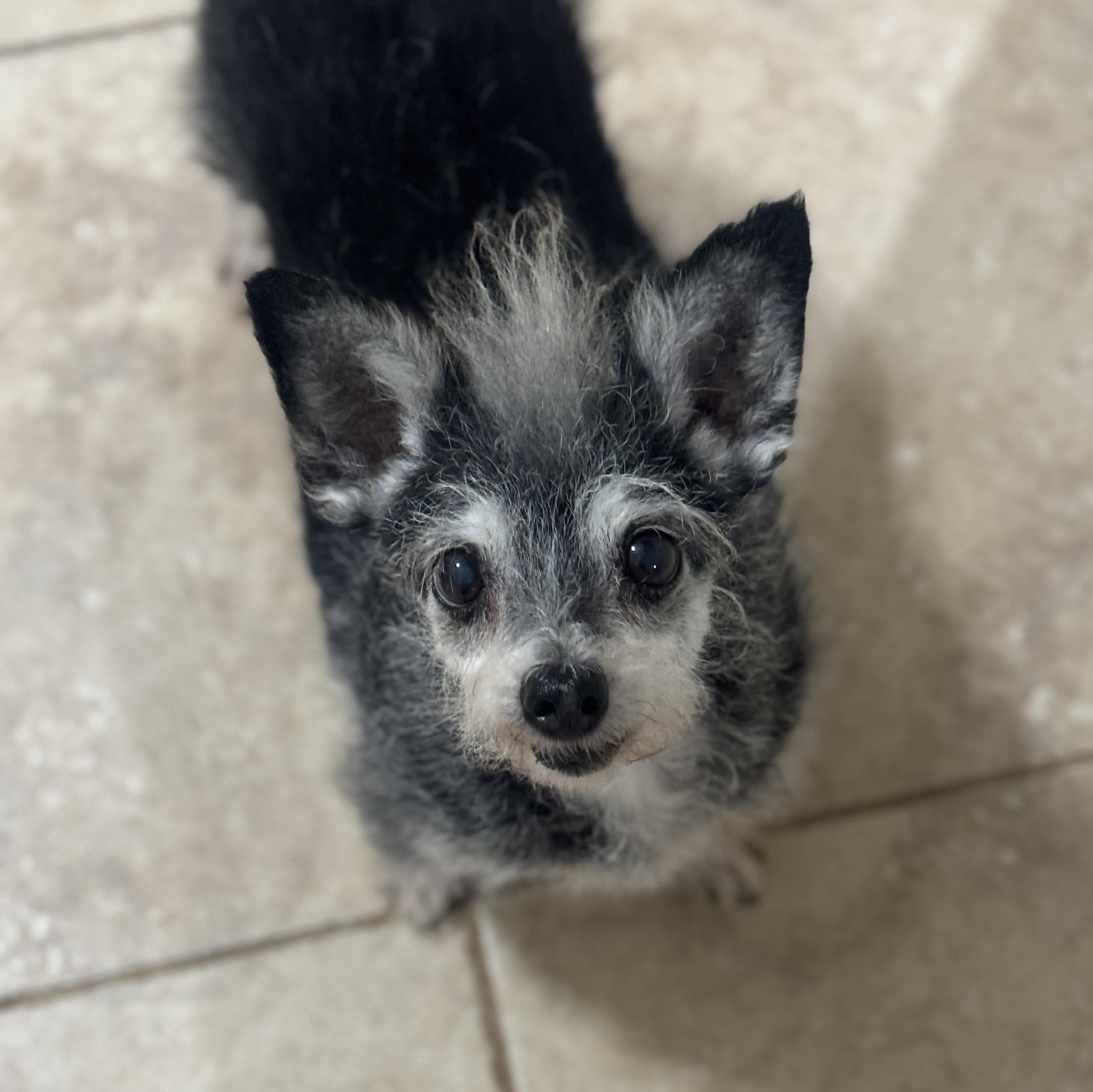 Enlarge Gertie, a ADOPTABLE Terrier in Goodyear, AZ image 5/5