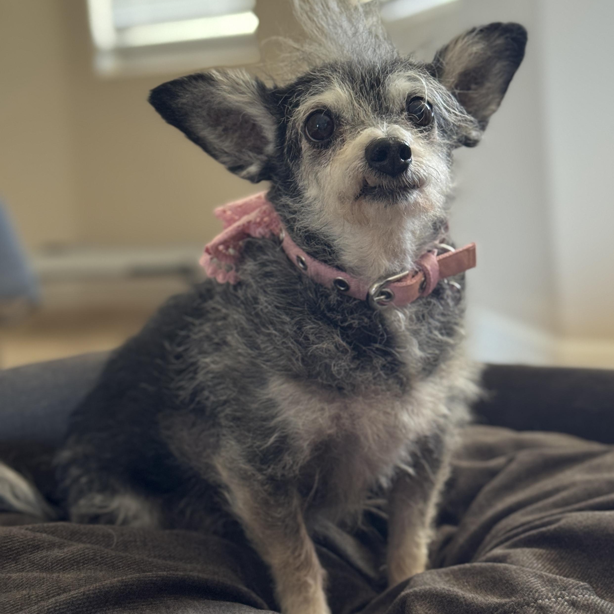 Enlarge Gertie, a ADOPTABLE Terrier in Goodyear, AZ image 2/5