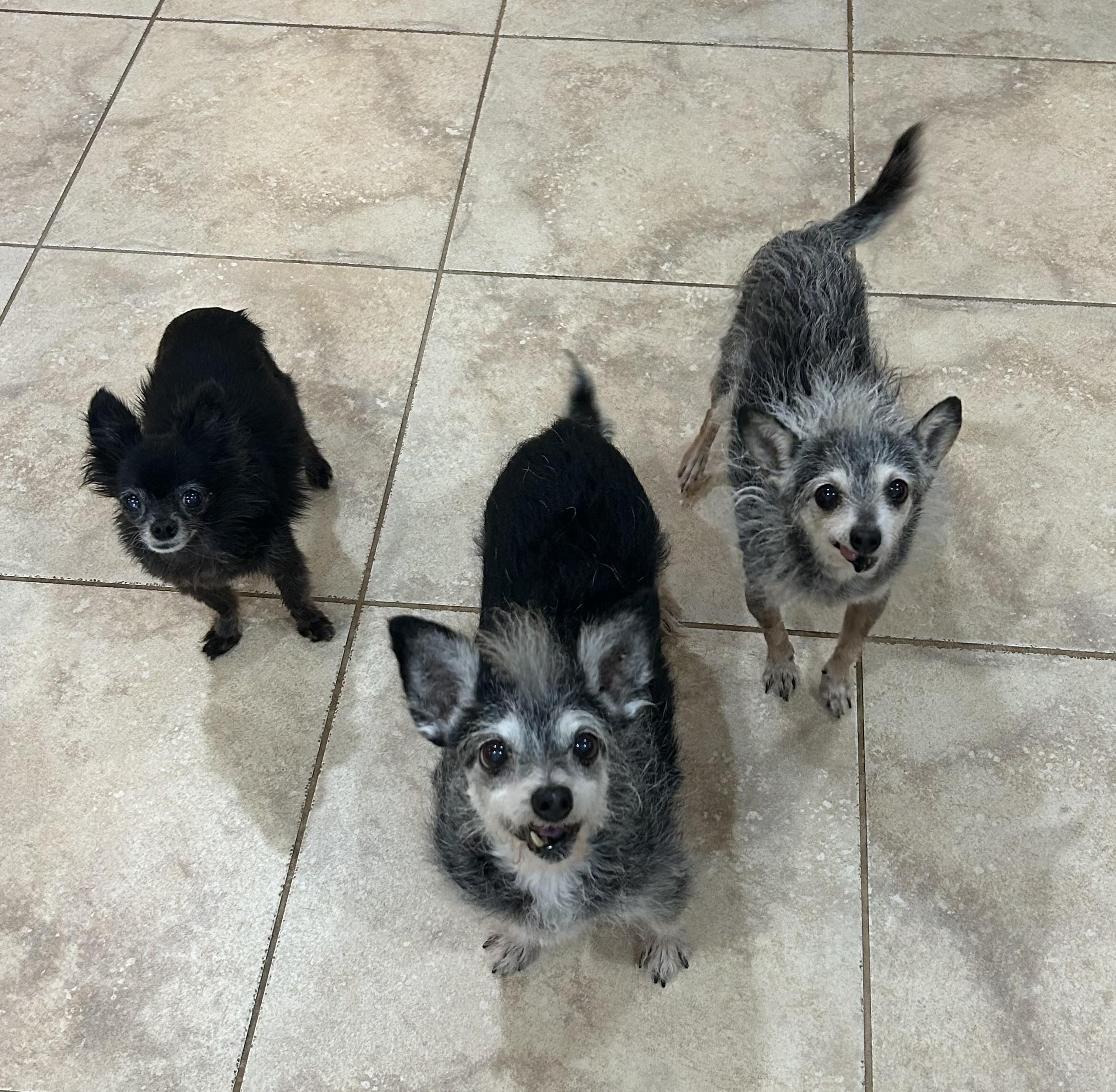 Enlarge Gertie, a ADOPTABLE Terrier in Goodyear, AZ image 4/5