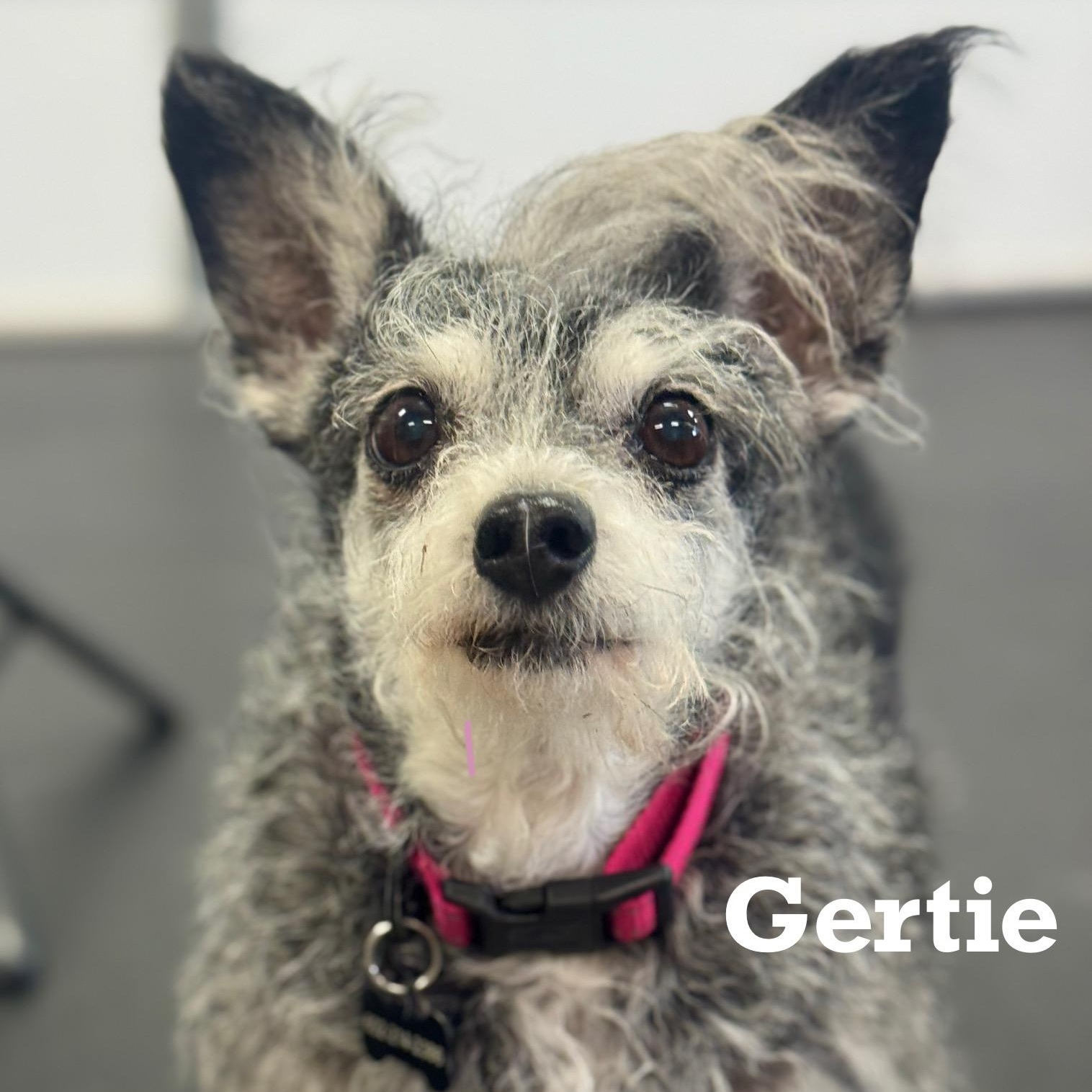 Gertie, ADOPTABLE, Senior Female Terrier.