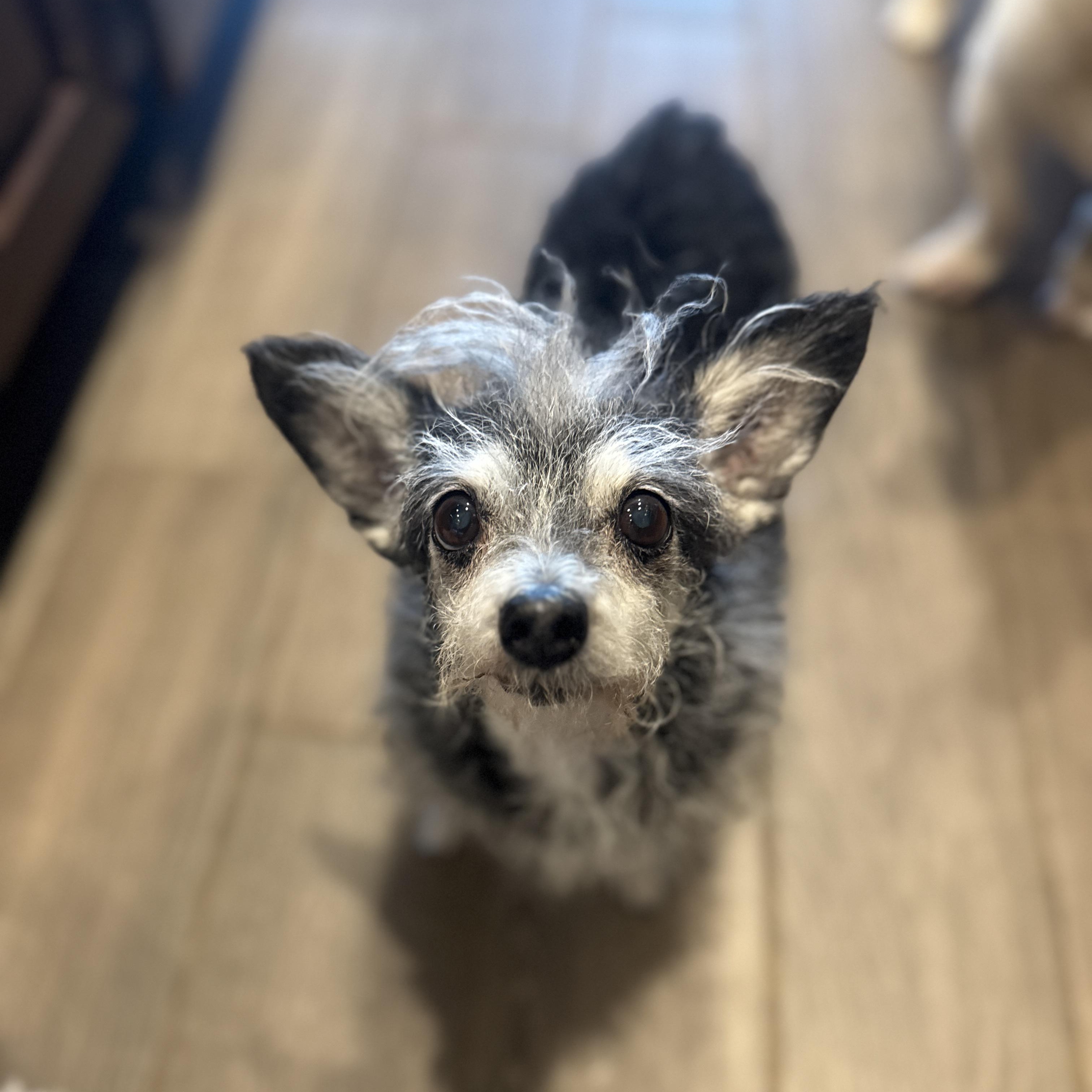 Enlarge Gertie, a ADOPTABLE Terrier in Goodyear, AZ image 3/5