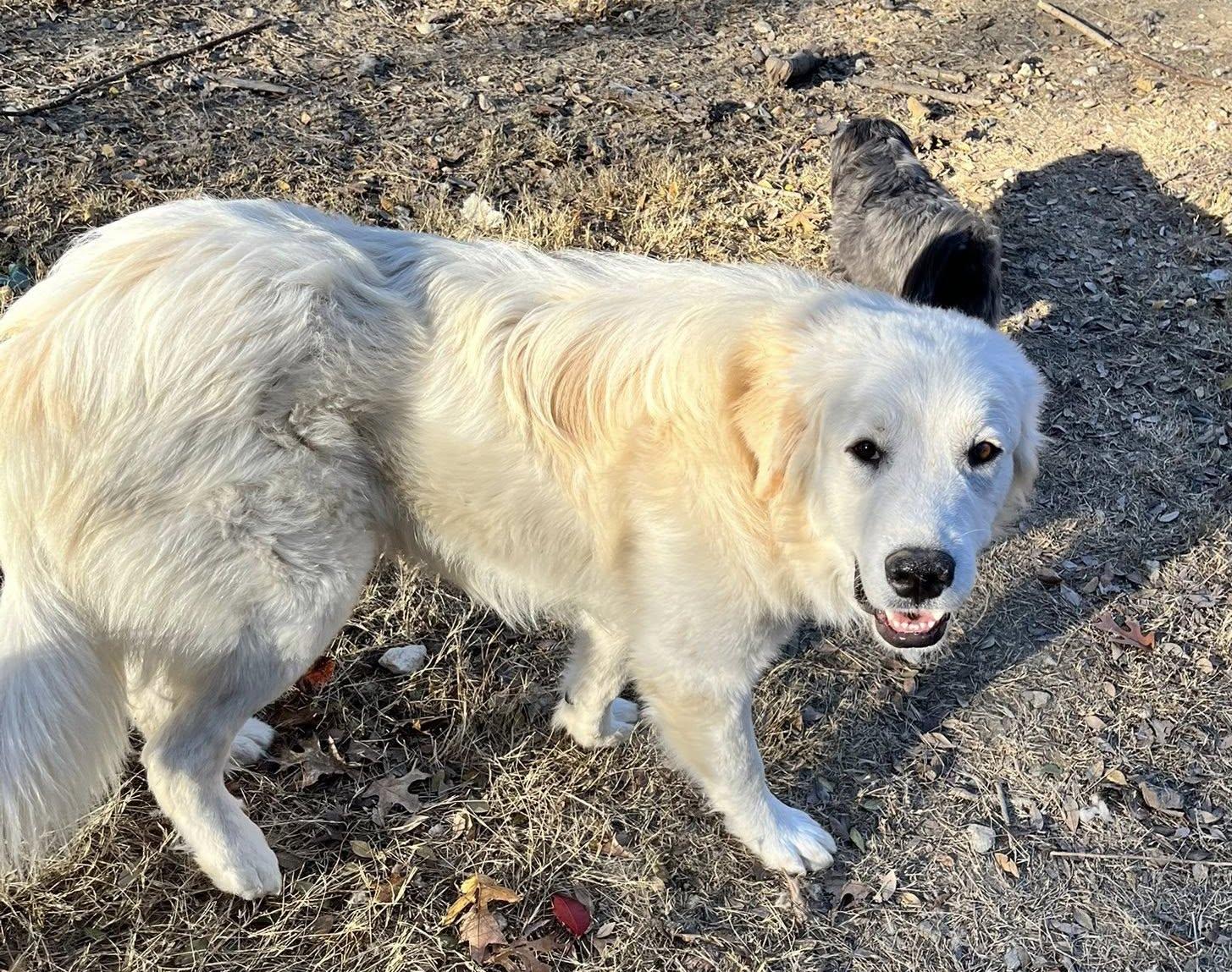 Tucker, Adoptable, Young Male Great Pyrenees.