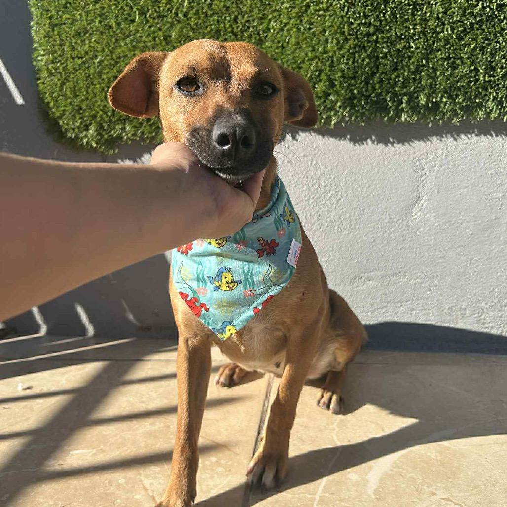 Canelita thumbnail 2