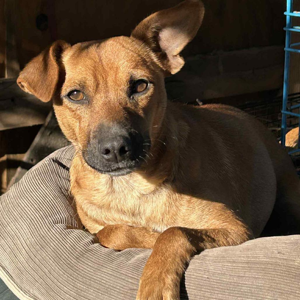 Canelita thumbnail 3