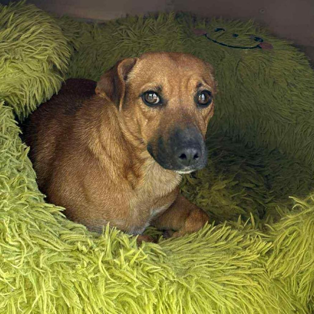 Canelita thumbnail 4