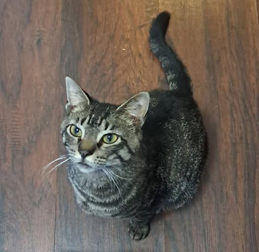 Enlarge Rooney, a ADOPTABLE Domestic Short Hair in Allentown, PA image 1/1