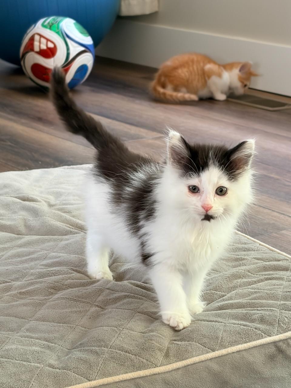 Buzz, adopted, Kitten Male Domestic Long Hair.