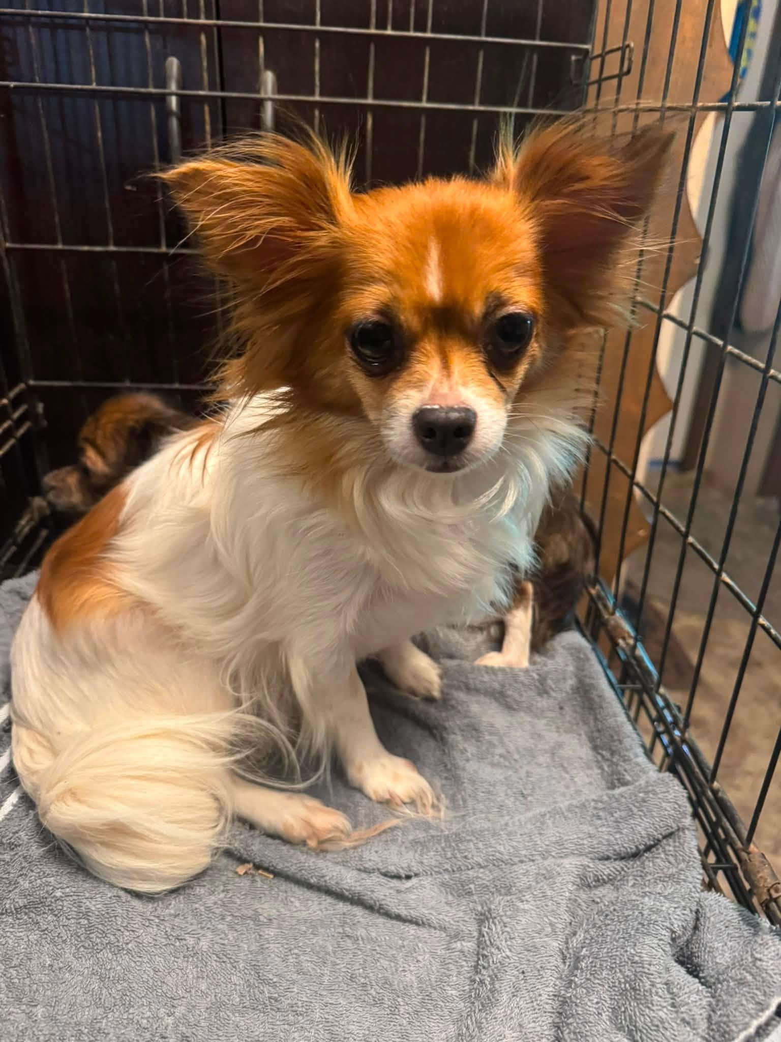 Toto, a ADOPTABLE Chihuahua in Navarre, FL image 1/2
