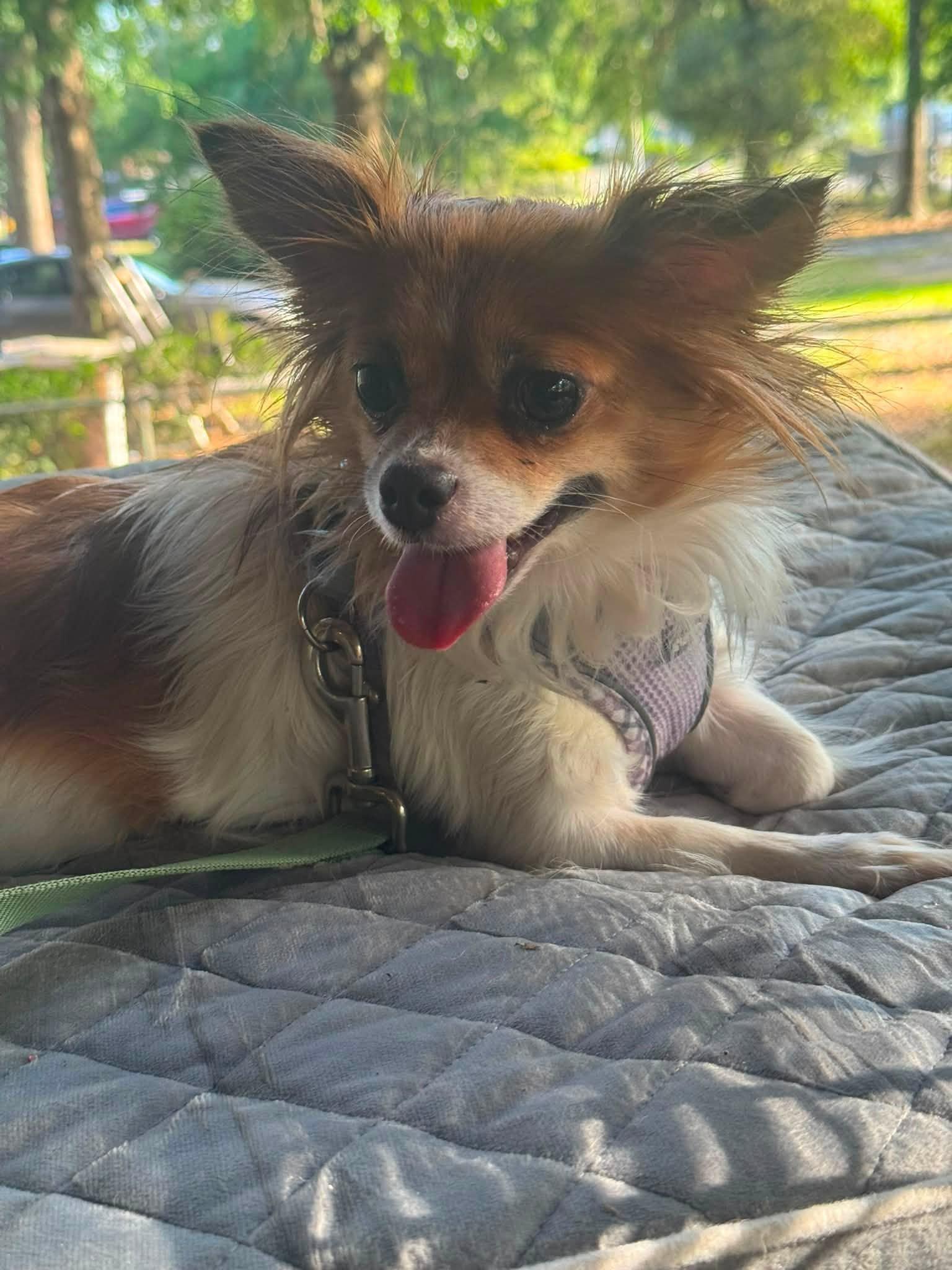 Toto, a ADOPTABLE Chihuahua in Navarre, FL image 2/2