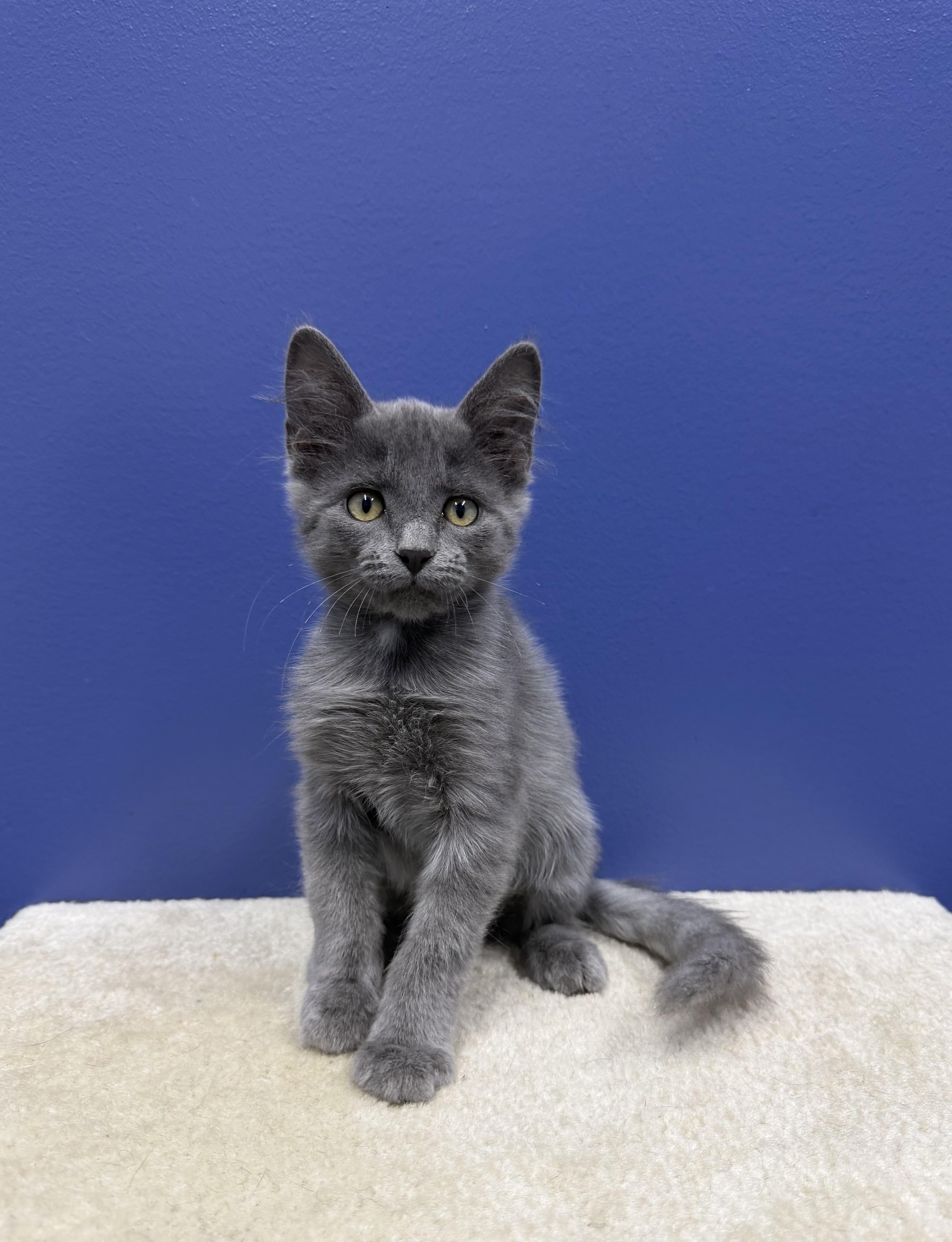 Bruce, ADOPTABLE, Kitten Male Russian Blue & Domestic Medium Hair.