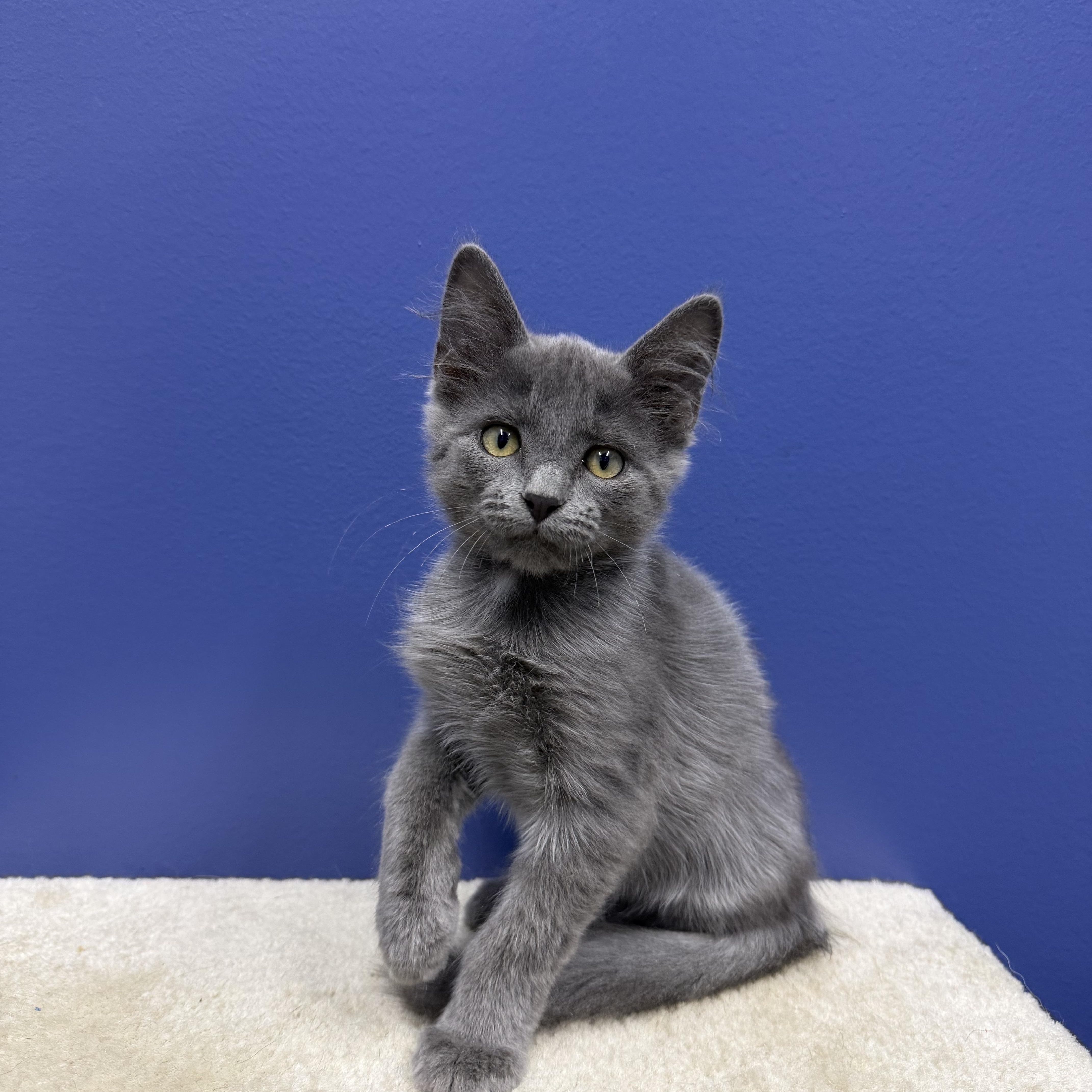 Bruce, a ADOPTABLE mixed breed in High Ridge, MO image 3/3