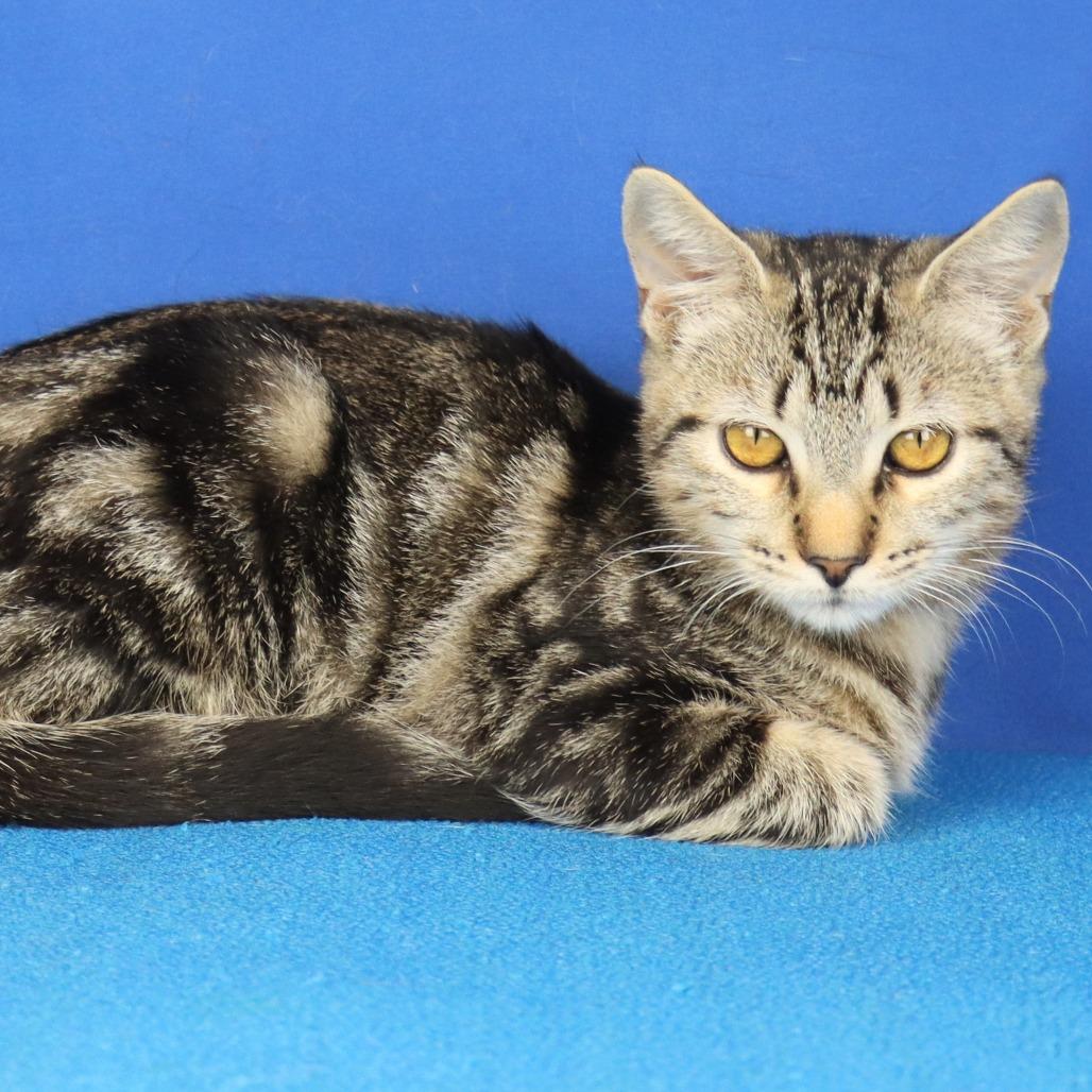Sherbert - 082502U, Adoptable, Kitten Female Domestic Short Hair.