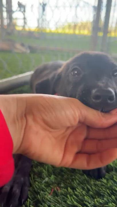 Enlarge Sirocco, an adopted mixed breed in Brooklyn, NY video 4/4