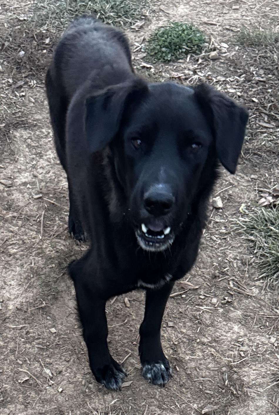 zinc, Adoptable, Young Male Black Labrador Retriever.