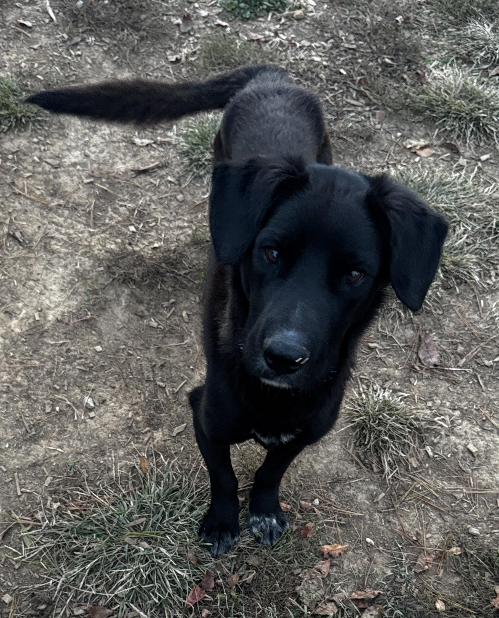 Enlarge zinc, a Adoptable Black Labrador Retriever in Rogersville, TN image 4/4