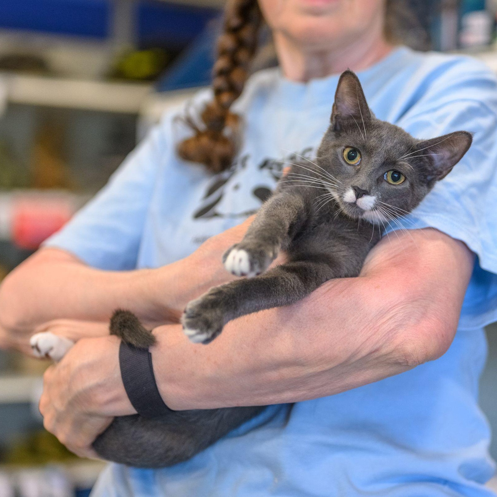 Enlarge PATCH, a Adoptable Domestic Short Hair in Hamilton, NJ image 3/5