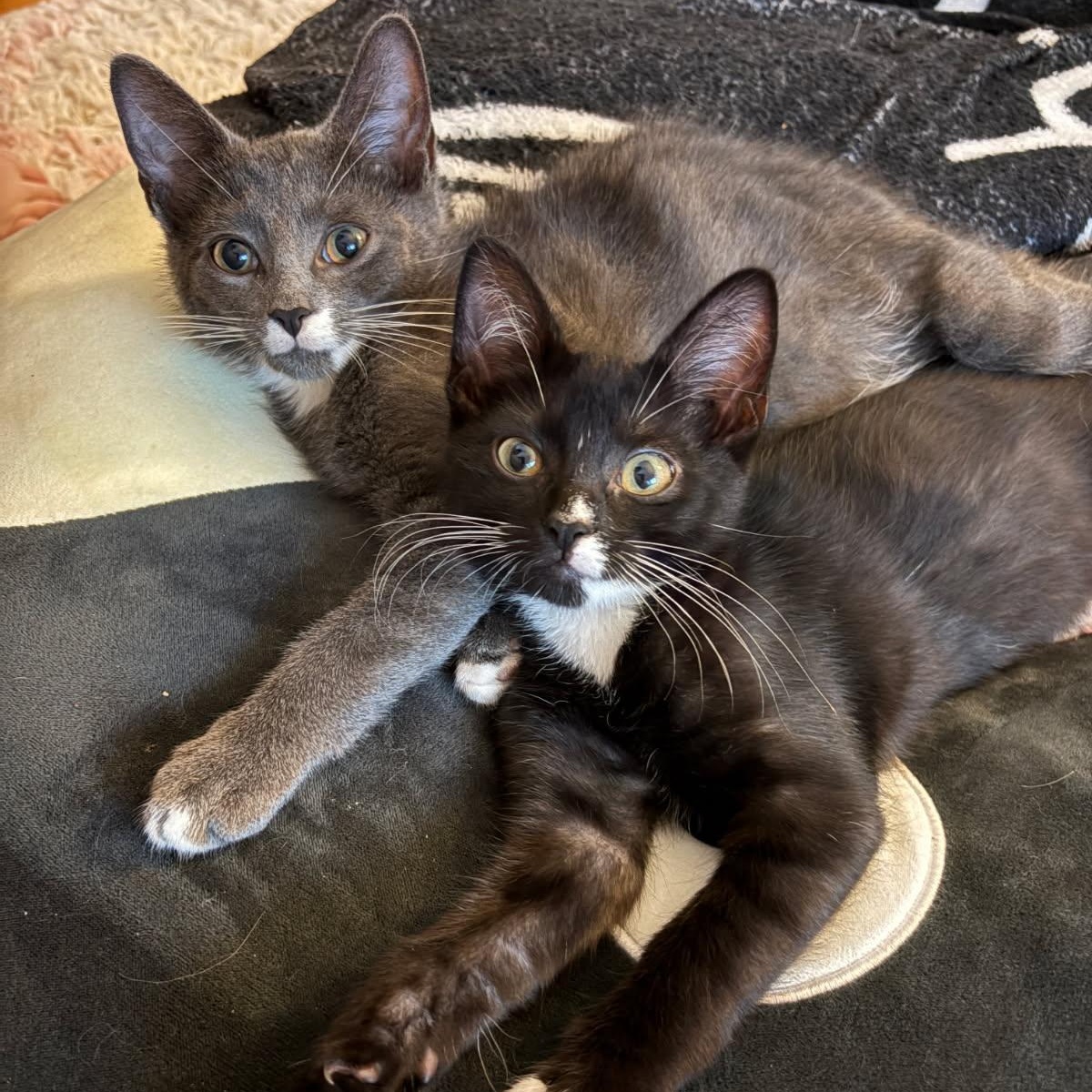 Enlarge PATCH, a Adoptable Domestic Short Hair in Hamilton, NJ image 4/5