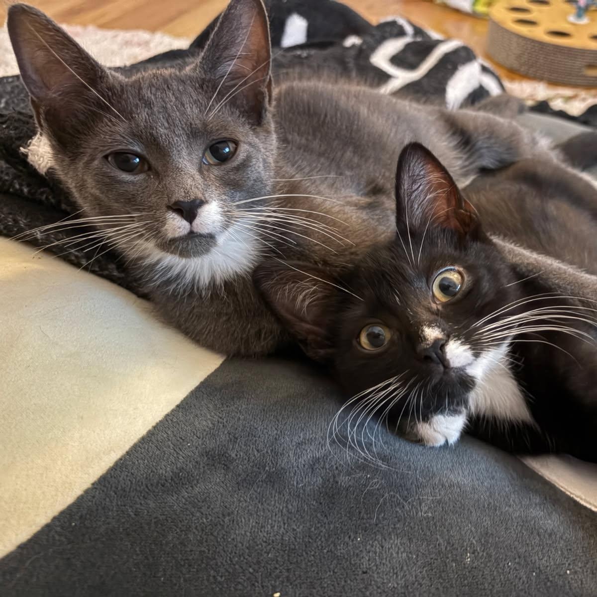 Enlarge PATCH, a Adoptable Domestic Short Hair in Hamilton, NJ image 5/5