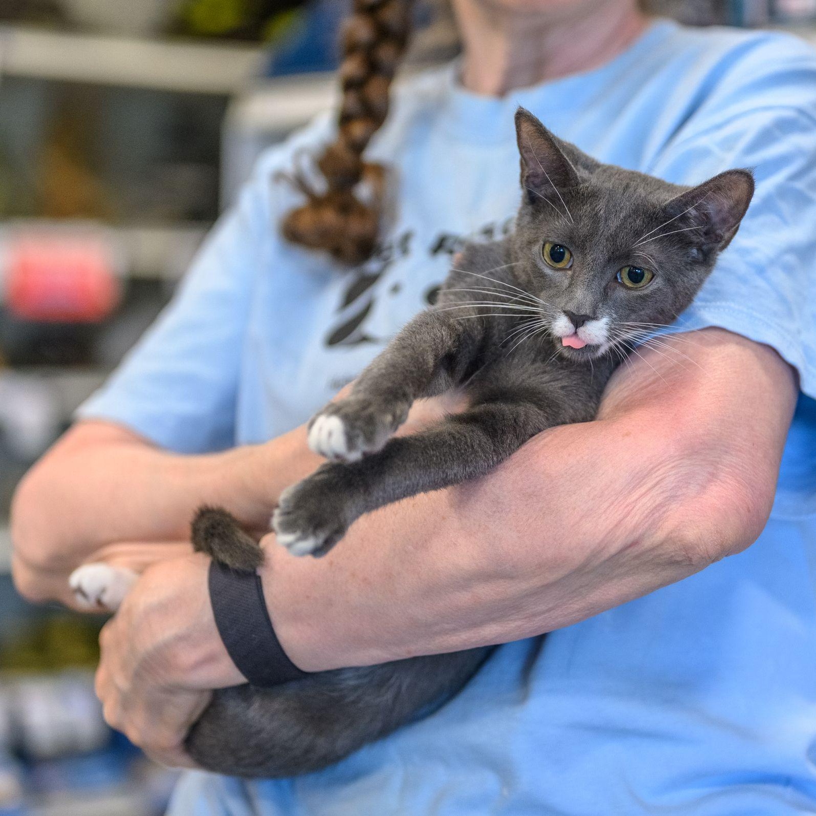 Enlarge PATCH, a Adoptable Domestic Short Hair in Hamilton, NJ image 2/5